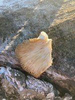mushroom 3.jpg