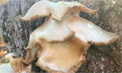 mushroom 1.png