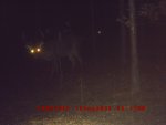 deer pics from corn pile 133.JPG