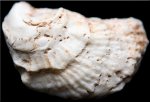 Shell Fossil Macro 5303.jpg