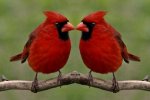 Redbird Reflection.jpg