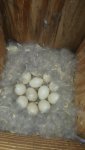 Wood Duck Eggs in Nesting Box.jpg