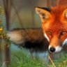 foxwatcher