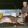 Big Lazer Deer Hunter